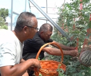 沙湾市联户创裕合作社特色品种瓜果走俏市场