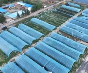 实干争先 向“新”而行丨沙湾市东湾镇大棚果蔬结出“致富果” 菌菜轮作种出“生态财”