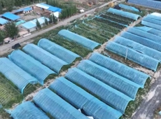实干争先 向“新”而行丨沙湾市东湾镇大棚果蔬结出“致富果” 菌菜轮作种出“生态财”