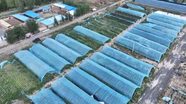 实干争先 向“新”而行丨沙湾市东湾镇大棚果蔬结出“致富果” 菌菜轮作种出“生态财”