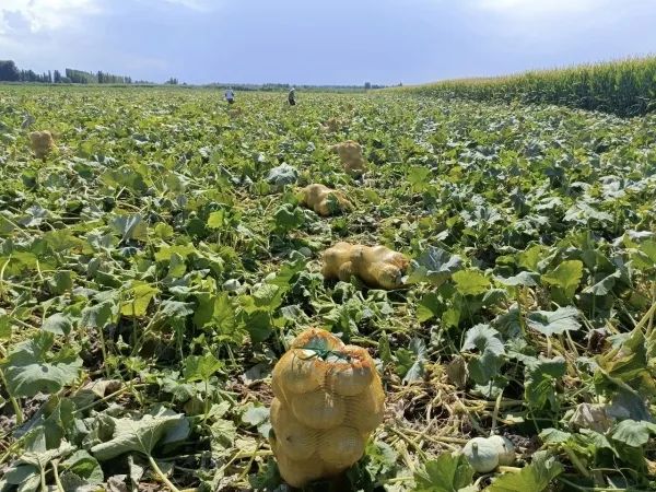 沙湾市乌兰乌苏镇：“金”南瓜铺满地 购销两不愁