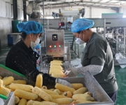 沙湾市西戈壁镇：鲜食玉米丰收忙 全产业链助农增收