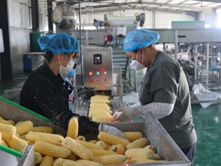 沙湾市西戈壁镇：鲜食玉米丰收忙 全产业链助农增收