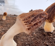 新春走基层|沙湾市智能大棚催生“菌中皇后” 春节抢鲜上市