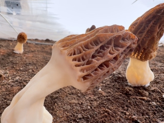 新春走基层|沙湾市智能大棚催生“菌中皇后” 春节抢鲜上市