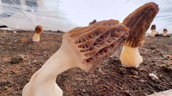 新春走基层|沙湾市智能大棚催生“菌中皇后” 春节抢鲜上市