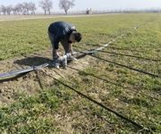 能力提升·奋进争先丨沙湾市金沟河镇：麦田管护正忙时，唱好丰收“前部曲”