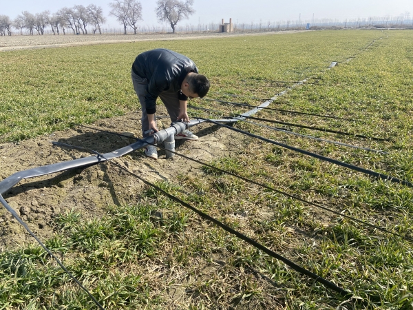 能力提升·奋进争先丨沙湾市金沟河镇：麦田管护正忙时，唱好丰收“前部曲”