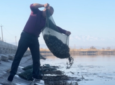 能力提升·奋进争先 | 沙湾千泉湖再迎20万只蟹苗“安家”