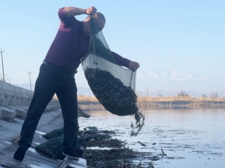 能力提升·奋进争先 | 沙湾千泉湖再迎20万只蟹苗“安家”