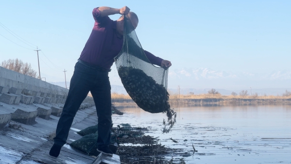 能力提升·奋进争先 | 沙湾千泉湖再迎20万只蟹苗“安家”