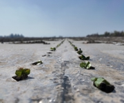 出苗啦！柳毛湾镇万亩棉田冒新绿，加厚地膜护航丰产路