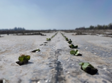 出苗啦！柳毛湾镇万亩棉田冒新绿，加厚地膜护航丰产路