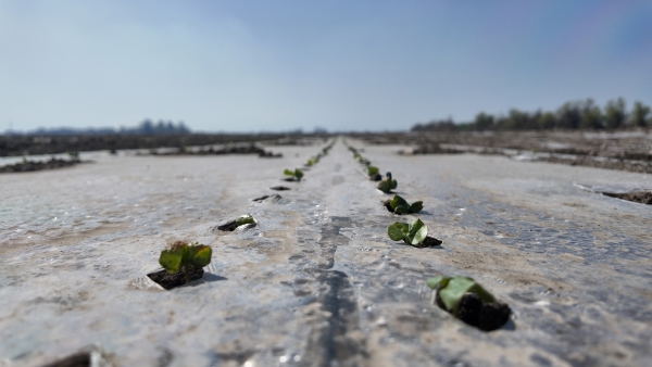 出苗啦！柳毛湾镇万亩棉田冒新绿，加厚地膜护航丰产路