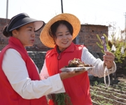 能力提升·奋进争先 | 沙湾市东湾镇：巾帼助农促振兴 直播带货大果阿魏
