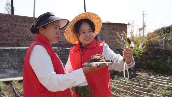 能力提升·奋进争先 | 沙湾市东湾镇：巾帼助农促振兴 直播带货大果阿魏