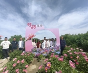 沙湾市安集海镇：芍药花海赴邀约 兵地联谊话振兴