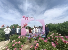 沙湾市安集海镇：芍药花海赴邀约 兵地联谊话振兴