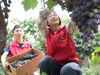 能力提升·奋进争先丨沙湾市金沟河镇：志愿助农抢收忙 葡萄飘香丰收旺