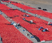 稻花香里说丰年 | 沙湾市：辣椒丰收正当时 特色产业铺就富民路