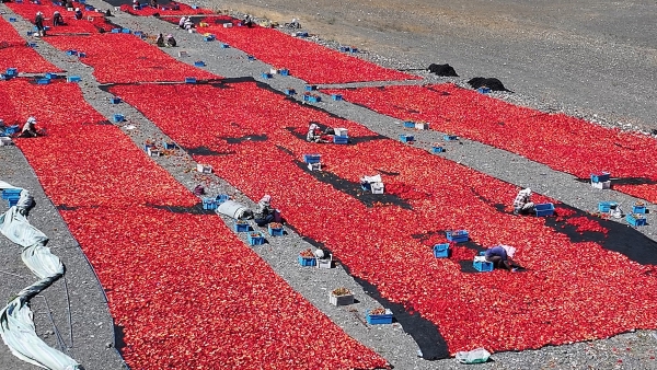 稻花香里说丰年 | 沙湾市：辣椒丰收正当时 特色产业铺就富民路