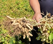 稻花香里说丰年| 沙土地里结“金豆”柳毛湾镇花生采收忙 特色种植促增收