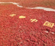 沙湾市安集海镇举办第八届“红动安集海 椒香向未来”辣椒文化嘉年华暨“群众村晚”示范展示活动