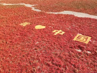 沙湾市安集海镇举办第八届“红动安集海 椒香向未来”辣椒文化嘉年华暨“群众村晚”示范展示活动